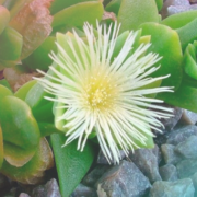 Sceletium tortuosum